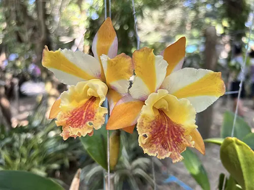Rhyncholaeliocattleya Siam Fancy x Nell Hammer