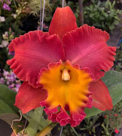 Rhyncholaeliocattleya Suvarnabhumi Delight 'Salmon Queen' X Cattleya Tainan City 'General'