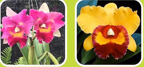 Rhyncholaeliocattleya Rungnapha Fancy x Haw Yuan Beauty (Lady gaga)