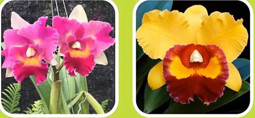 Rhyncholaeliocattleya Rungnapha Fancy x Haw Yuan Beauty (Lady gaga)