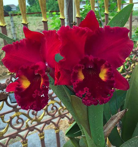 Rhyncholaeliocattleya Ahchung Ruby 'Siam'