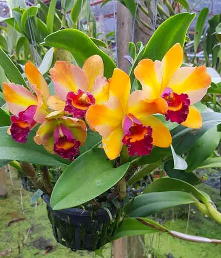Rhyncholaeliocattleya (Faymiyamoto x President Fortune) x Kaui Starbright x Yen Surprise