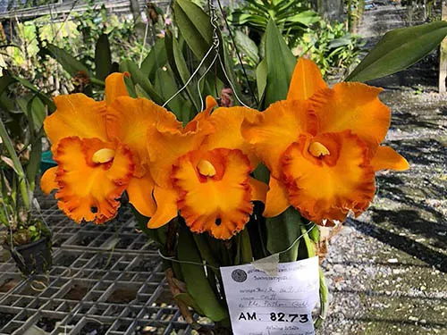 Rhyncholaeliocattleya Pathom Gold
