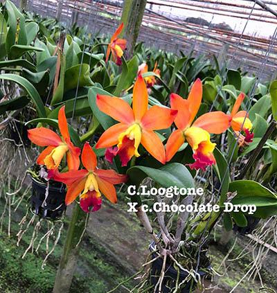 Cattleya Loogtone x Chocolate Drop