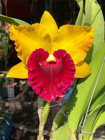 Rhyncholaeliocattleya Hey Song Orange x self