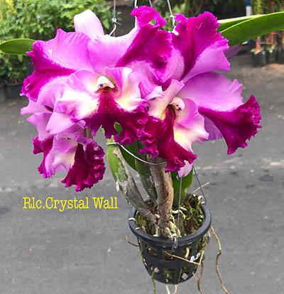 Rhyncholaeliocattleya Crystal Wall