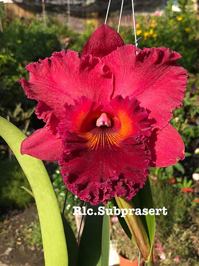 Rhyncholaeliocattleya Subprasert