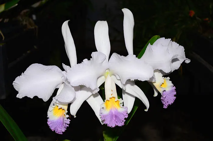 Cattleya mendelii 'Labios Azules' x 'La Bonita' 4N