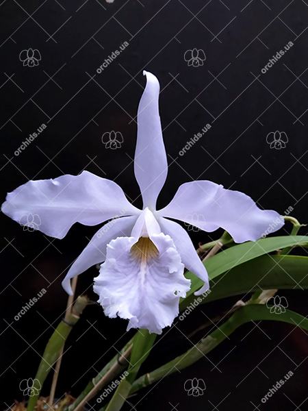 Cattleya maxima coerulea ('Gigi' x 'Angelo') x coerulea 'Gigi 4N