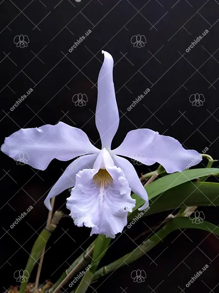 Cattleya maxima coerulea ('Gigi' x 'Angelo') x coerulea 'Gigi 4N