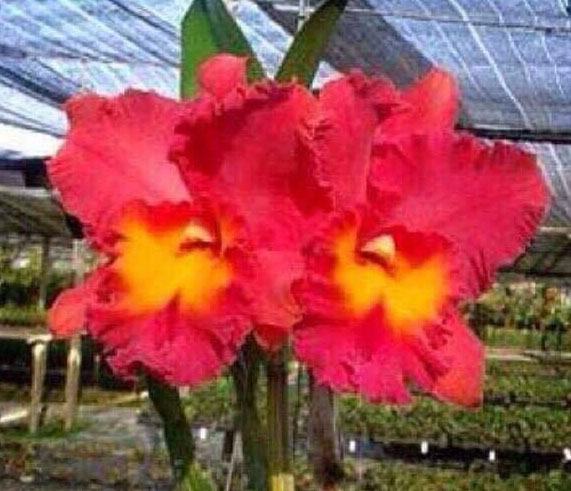 Rhyncholaeliocattleya Chaveewan Sunset