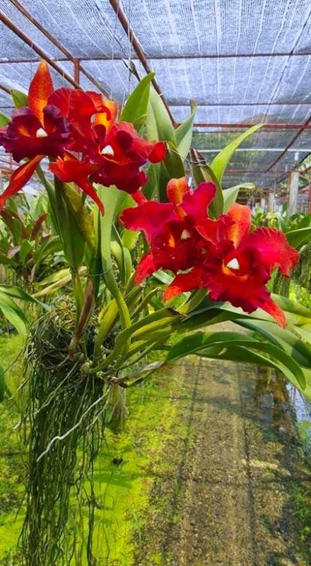 Potinara Kat Sky Song x Ploenphit Golden 'K'