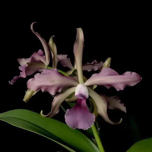 Cattleya Elegans
