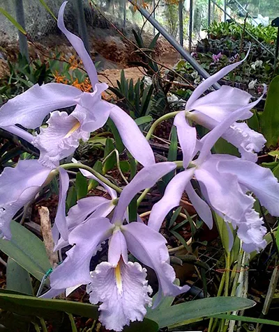 Cattleya maxima coerulea 'Gigi' x self