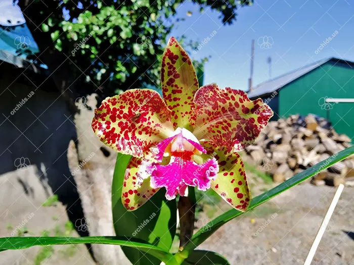 Rhyncholaeliocattleya Durigan 'Cruzeiro do Sul'
