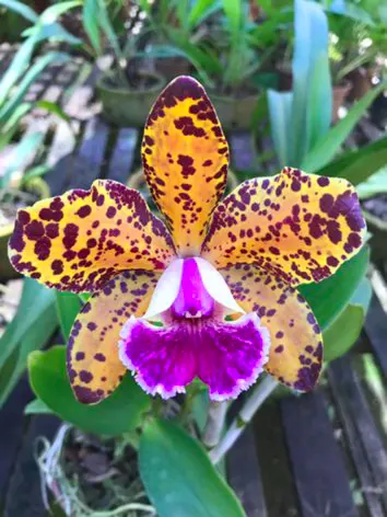Rhyncholaeliocattleya Durigan 'Aries'