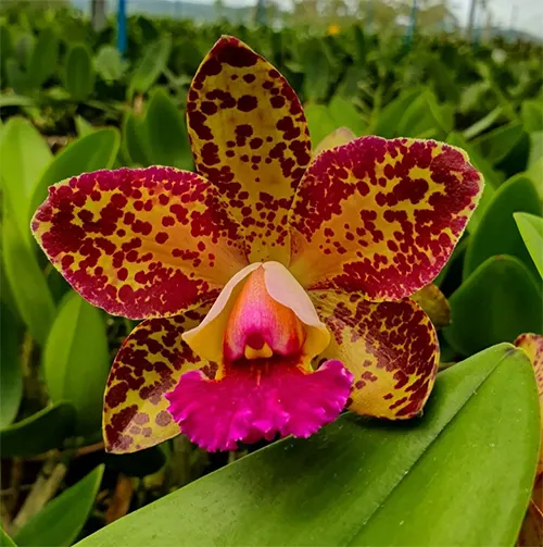 Brassolaeliocattleya Durigan 'Aphrodite'