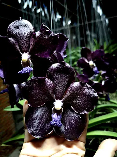 Vanda Dr Anek x Mimi Palmer