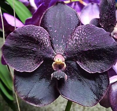 Vanda Kru Chom 'Dark Knight'