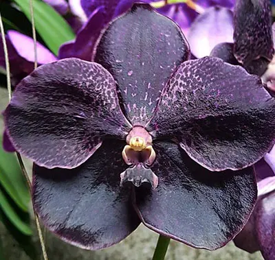 Vanda Kru Chom 'Dark Knight'