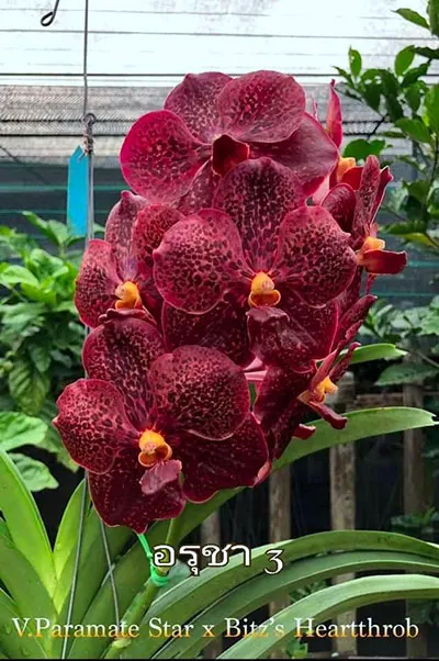 Vanda Paramate Star x Bitz's Heartthrob
