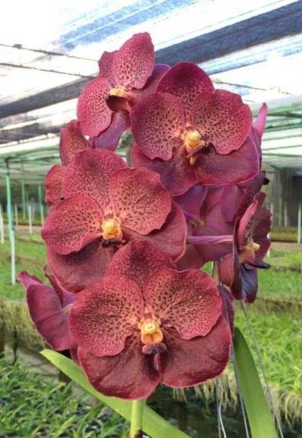 Vanda Chantra