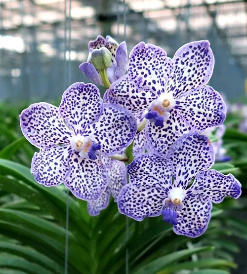 Vanda Robert's Delight x Mimi Palmer