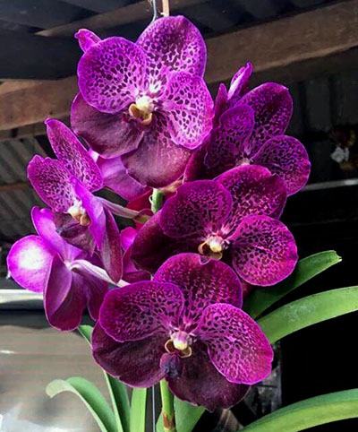 Vanda Cherry Bomb
