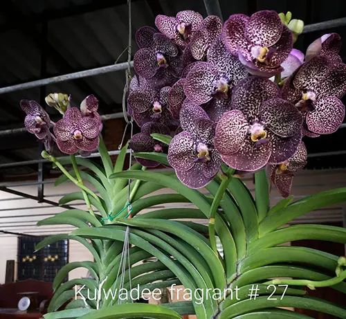 Vanda Kulwadee Fragrance #27