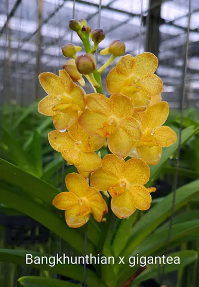 Vanda Bangkhunthian x gigantea