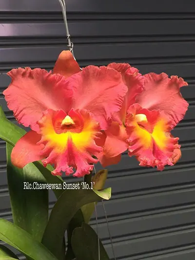 Rhyncholaeliocattleya Chaweewan Sunset '#1'