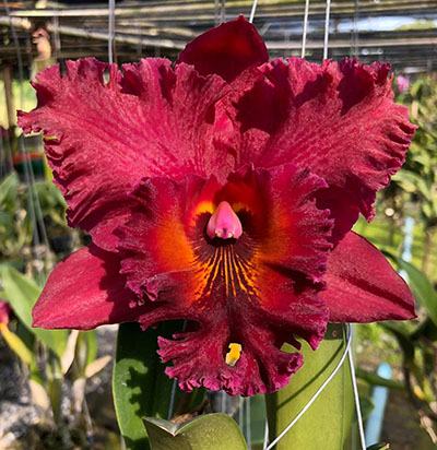 Rhyncholaeliocattleya Subprasert '#1'