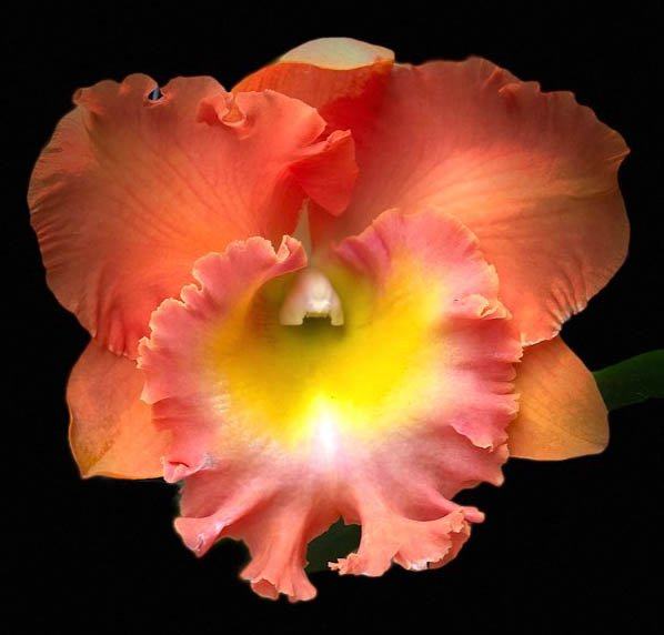 Rhyncholaeliocattleya Mem Buranapan Nikom