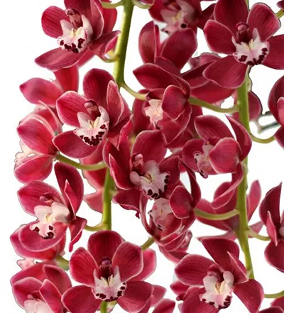 Cymbidium Cascade 'Prem'