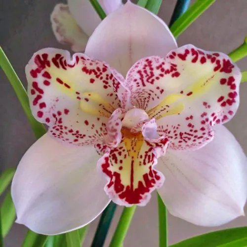 Cymbidium Survaley 'The Joker' (peloric)