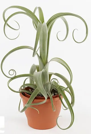 Tillandsia 'Curly Slim'