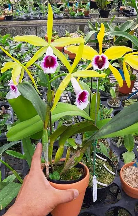 Laelia tenebrosa aurea x sib