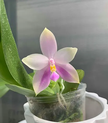 Phalaenopsis Tetrabell (bellina alba x tetraspis alba)