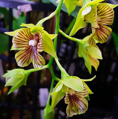 Dendrobium biloculare x convolutum