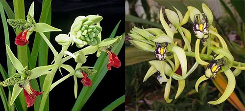 Cymbidiella rhodochila x falcigera
