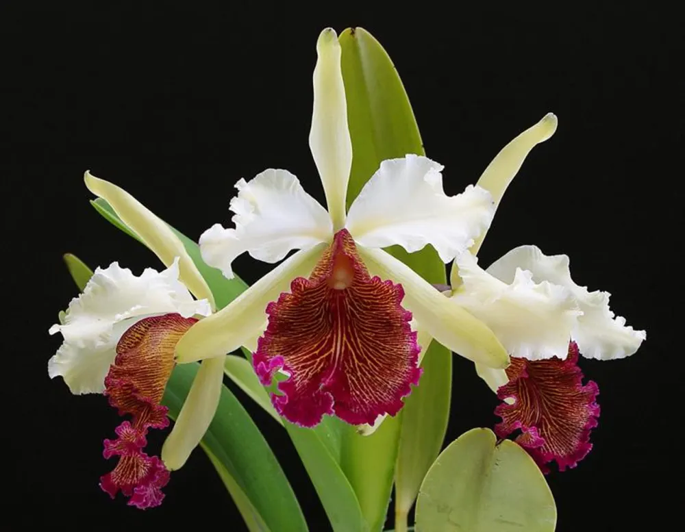 Cattleya dowiana 'Claire' x self