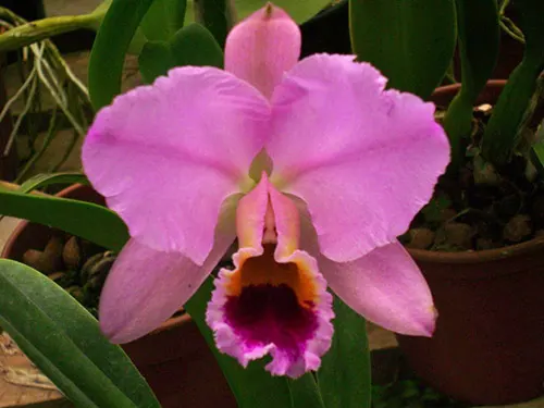 Cattleya percivaliana tipo