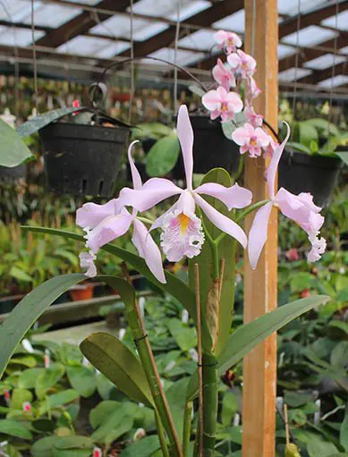 Cattleya maxima var suave
