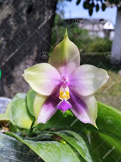 Phalaenopsis Mituo Prince 'Bb'