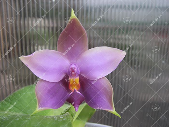 Phalaenopsis Samera blue x (Nobby Green Eagle x DT) x Samera Blue