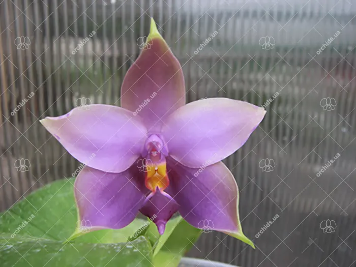 Phalaenopsis Samera blue x (Nobby Green Eagle x DT) x Samera Blue
