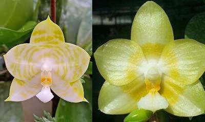 Phalaenopsis Mituo Golden Tiger White Tiger x Yaphon Lover Yaphon