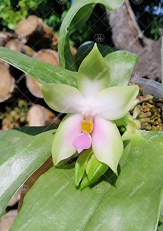 Phalaenopsis bellina pink x sib