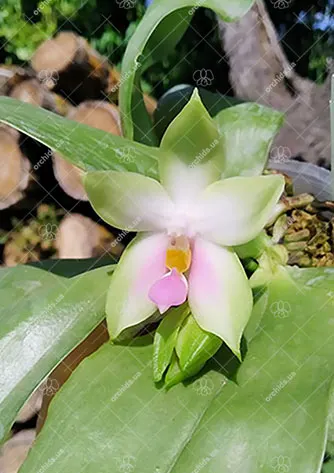 Phalaenopsis bellina pink x sib
