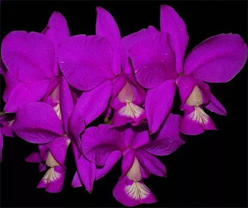 Cattleya nobilior (escura 'Rio Verde' x 'Lori')